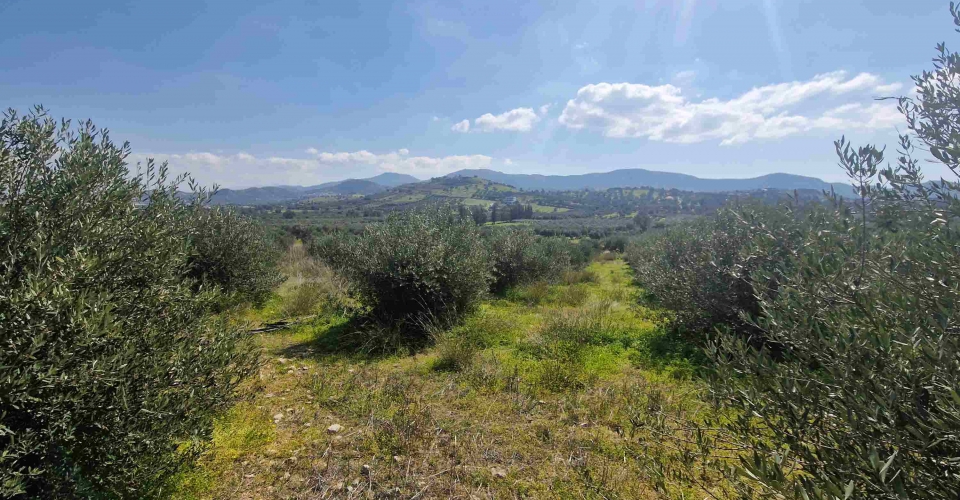 LAND PLOT 4300 m² FOR SALE IN SIVAS