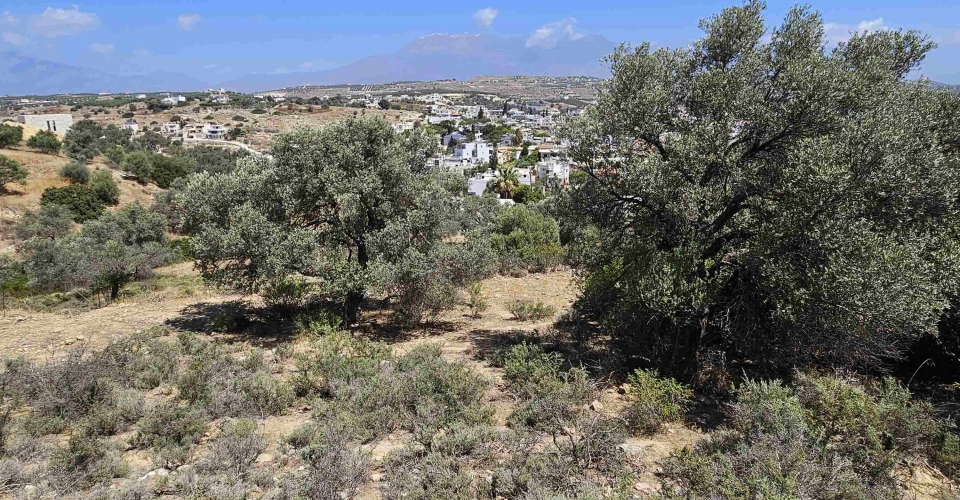 ΟΙΚΟΠΕΔΟ 2602 m² ΠΡΟΣ ΠΩΛΗΣΗ ΣΤΑ ΠΙΤΣΙΔΙΑ