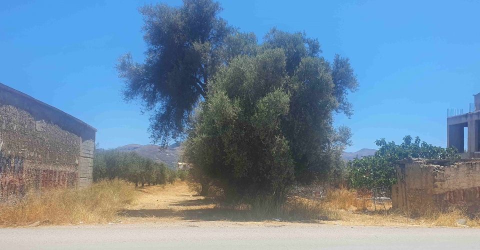 LAND PLOT 2445 m² FOR SALE IN KAPPARIANA