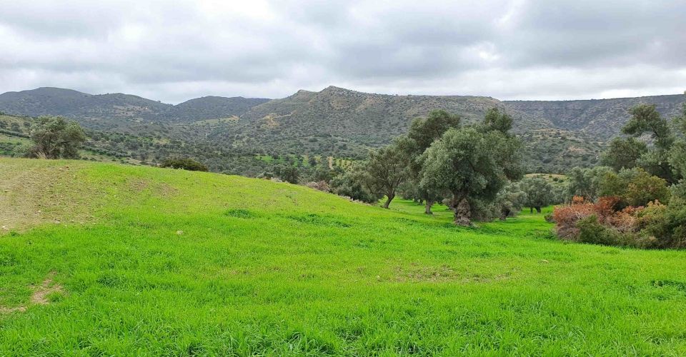 LAND PLOT 18.000 m²  FOR SALE IN PITSIDIA