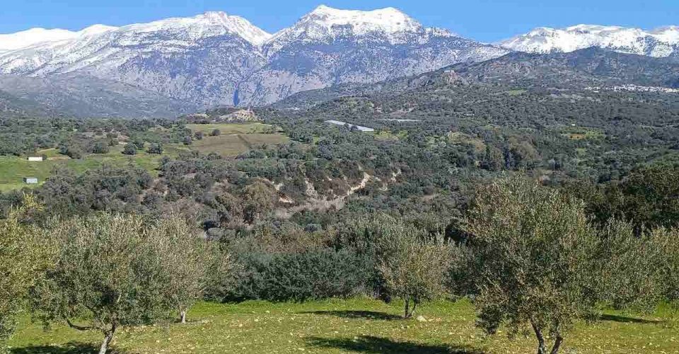 AGRICULTURAL LAND 8.000 m² FOR SALE IN KALOCHORAFITI