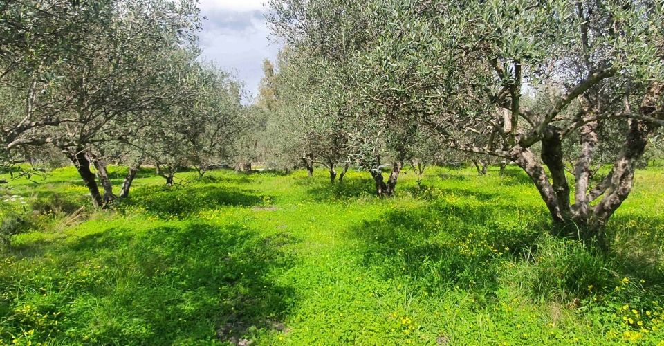 ΟΙΚΟΠΕΔΟ 1.000 m² ΠΡΟΣ ΠΩΛΗΣΗ ΣΤΗΝ ΠΟΜΠΙΑ