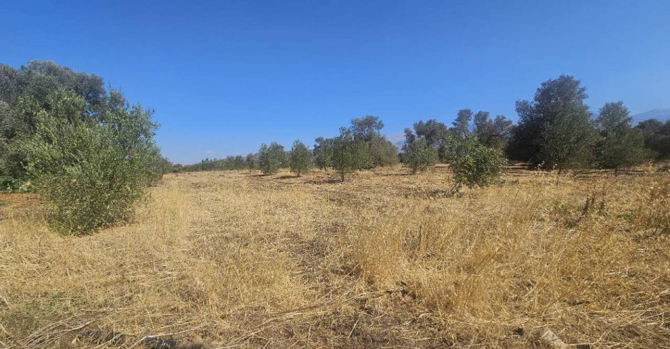 LAND PLOT 6000 m² FOR SALE IN TIMPAKI