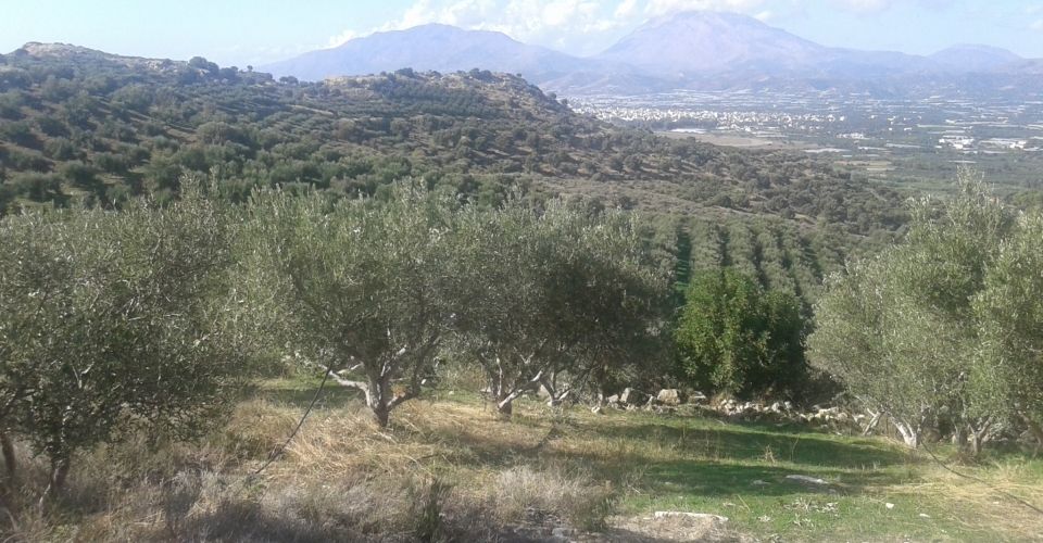 AGRICULTURAL LAND 200.000 m² FOR SALE IN VORI