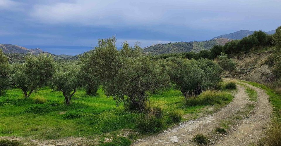 ΑΓΡΟΤΕΜΑΧΙΟ 60 ΣΤΡΕΜΜΑΤΑ ΣΤΗΝ ΑΓΙΑ ΓΑΛΗΝΗ