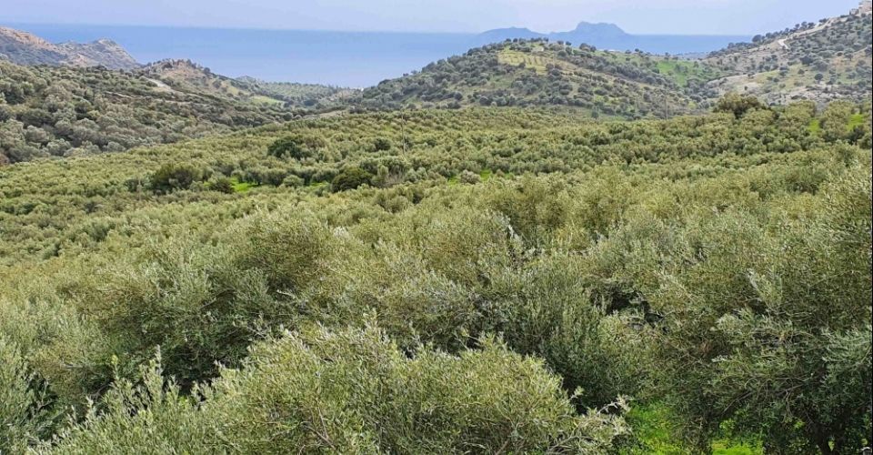 GRUNDSTÜCK 130.000 m² ZUM VERKAUF IN AGIA GALINI