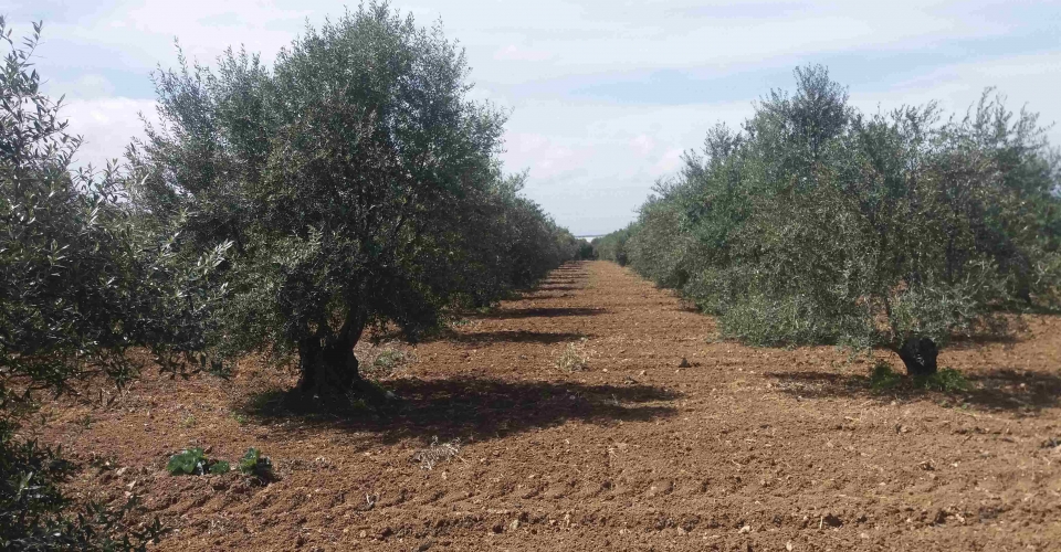 ΑΓΡΟΤΕΜΑΧΙΟ 15 ΣΤΡ. ΠΡΟΣ ΠΩΛΗΣΗ ΣΤΟ ΠΕΡΙ