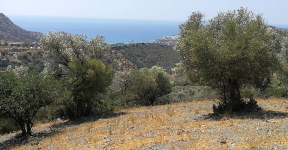 LARGE LAND PLOT 28 ACRES FOR SALE NEAR AGIA GALINI