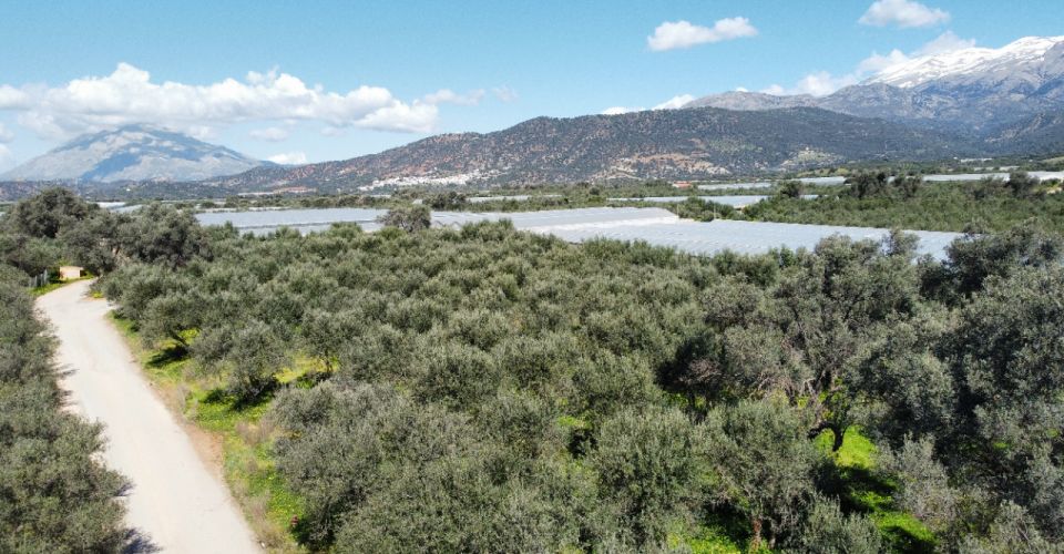 ΑΓΡΟΤΕΜΑΧΙΟ 4.000 m² ΠΡΟΣ ΠΩΛΗΣΗ ΣΤΟ ΤΥΜΠΑΚΙ