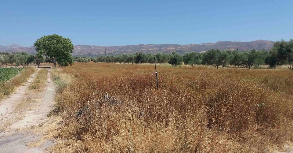 LANDWIRTSCHAFTLICHE NUTZFLÄCHE 2700 m² ZUM VERKAUF IN KAPPARIANA