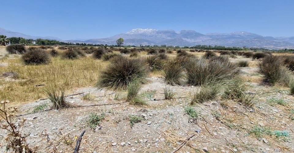 LAND PLOT 6700 m² FOR SALE IN AFRATHIAS