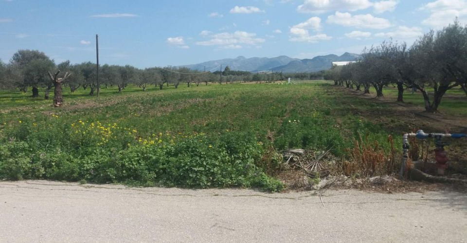 LAND PLOT 2186 m² FOR SALE IN KAPPARIANA