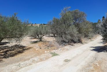 LAND PLOT 10.000 m² FOR SALE IN THE ROAD TO KTEO IN MOIRES