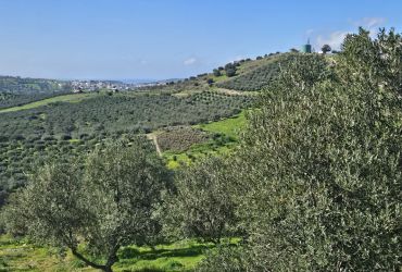 GRUNDSTÜCK 3.600 m² ZUM VERKAUF IN KOUSES