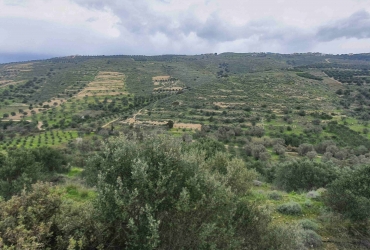 LAND PLOT 11260 m² FOR SALE IN PITSIDIA