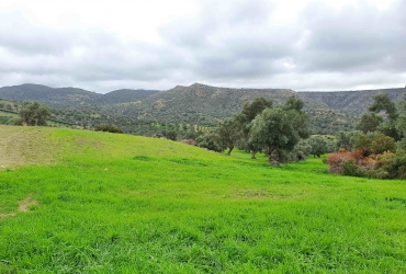 ΟΙΚΟΠΕΔΟ 18.000 m²  ΠΡΟΣ ΠΩΛΗΣΗ ΣΤΑ ΠΙΤΣΙΔΙΑ