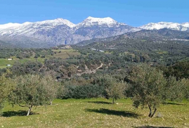 ΟΙΚΟΠΕΔΑΓΡΟΣ 8.000 m² ΠΡΟΣ ΠΩΛΗΣΗ ΣΤΟ ΚΑΛΟΧΩΡΑΦΙΤΗ