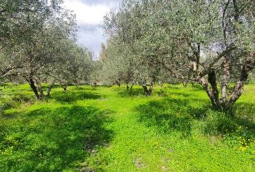 ΟΙΚΟΠΕΔΟ 1.000 m² ΠΡΟΣ ΠΩΛΗΣΗ ΣΤΗΝ ΠΟΜΠΙΑ