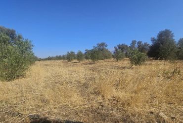 LAND PLOT 6000 m² FOR SALE IN TIMPAKI