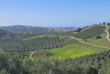 ΟΙΚΟΠΕΔΟ 7.750 m² ΠΡΟΣ ΠΩΛΗΣΗ ΣΤΟ ΚΟΥΣΕ