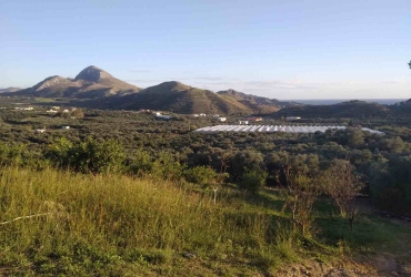 LAND PLOT 13 ACRES FOR SALE IN PLAKIAS