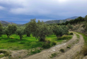 ΑΓΡΟΤΕΜΑΧΙΟ 60 ΣΤΡΕΜΜΑΤΑ ΣΤΗΝ ΑΓΙΑ ΓΑΛΗΝΗ