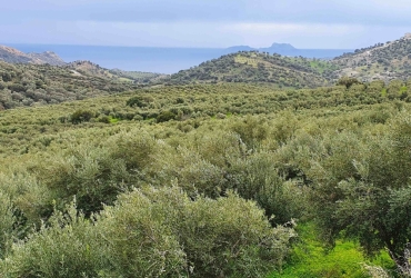 ΑΓΡΟΤΕΜΑΧΙΟ 130 ΣΤΡ. ΠΡΟΣ ΠΩΛΗΣΗ ΣΤΗΝ ΑΓΙΑ ΓΑΛΗΝΗ