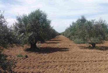 ΑΓΡΟΤΕΜΑΧΙΟ 15 ΣΤΡ. ΠΡΟΣ ΠΩΛΗΣΗ ΣΤΟ ΠΕΡΙ