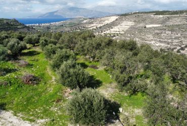 LAND PLOT 2020 m² FOR SALE IN PITSIDIA