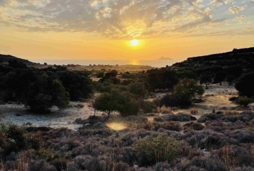 ΟΙΚΟΠΕΔΟ 4093 m² ΠΡΟΣ ΠΩΛΗΣΗ ΣΤΑ ΠΙΤΣΙΔΙΑ