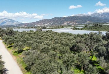 ΑΓΡΟΤΕΜΑΧΙΟ 4.000 m² ΠΡΟΣ ΠΩΛΗΣΗ ΣΤΟ ΤΥΜΠΑΚΙ