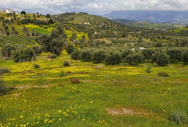 LAND PLOT 8.300 m² FOR SALE IN SIVAS